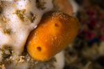 Suberitida