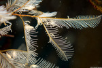Aglaopheniidae