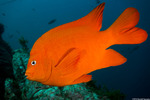 Actinopterygii