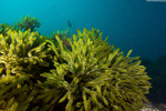 Codium