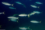 Seriola