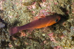Apogoninae