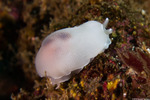 Pleurobranchidae
