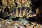 Sebastes (Sebastichthys)