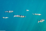 Atherinidae