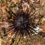 Diadematidae