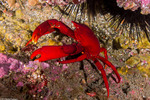 Taliepus