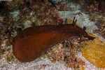Aplysiidae