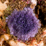 Bryozoa
