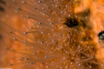 Schuchertinia