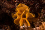 Cheilostomatida
