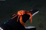 Galatheoidea
