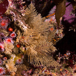 Sertularioidea