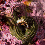Littorinimorpha