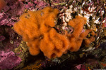 Tunicata
