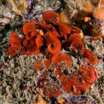 Smittinoidea