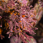 Corallinophycidae