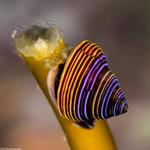 Calliostoma