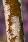 Bryozoa