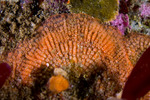 Cheilostomatida