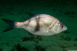 Rhacochilus