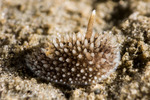 Onchidorididae