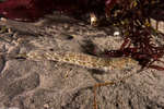 Synodontidae