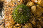 Lottioidea