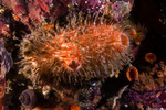 Tunicata