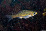 Embiotocidae