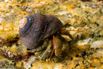 Pagurus