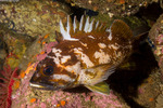 Sebastes (Pteropodus)
