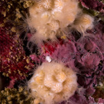 Octocorals