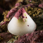 Lottioidea