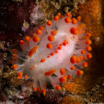 Triophinae