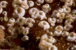 Annelida