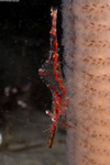 Thoridae