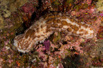 Echinodermata