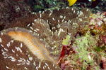 Anemones