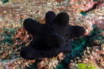 Littorinimorpha