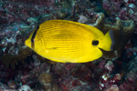 Acanthuriformes