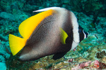 Acanthuriformes