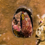 Lamarcka