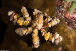 Brachyura