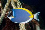 Acanthuridae