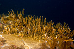 Hydrocorals