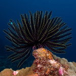 Comatulidae