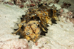 Echinozoa