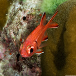 Holocentridae