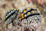 Phyllidia